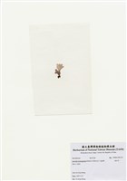 藏品(海木耳)的圖片